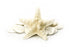 Thorny Starfish - Creamy White